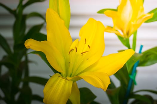 The background image of the colorful flowers, background nature