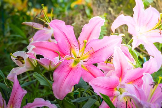 The background image of the colorful flowers, background nature