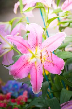 The background image of the colorful flowers, background nature