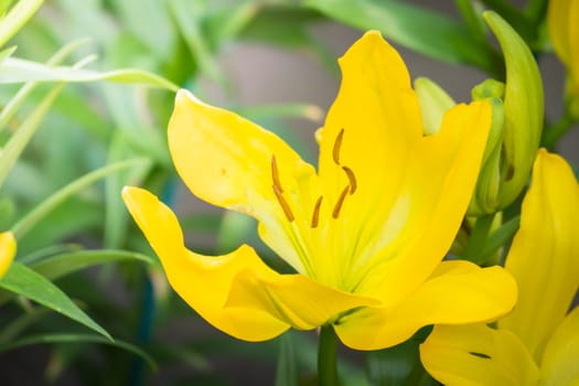 The background image of the colorful flowers, background nature