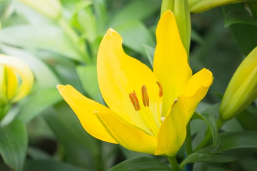 The background image of the colorful flowers, background nature