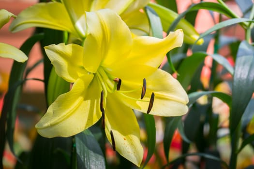 The background image of the colorful flowers, background nature