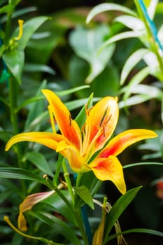 The background image of the colorful flowers, background nature