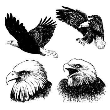 freehand sketch illustration a set of eagle, doodle hand drawn