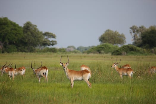 Wild Impala Antelope in African Botswana savannah