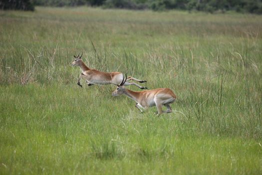 Wild Impala Antelope in African Botswana savannah