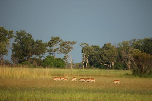 Wild Impala Antelope in African Botswana savannah