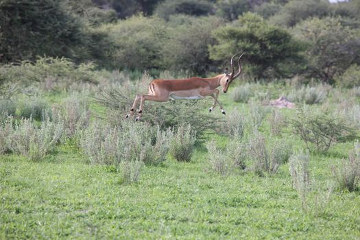 Wild Impala Antelope in African Botswana savannah