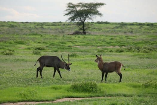 Wild Impala Antelope in African Botswana savannah