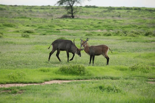 Wild Impala Antelope in African Botswana savannah