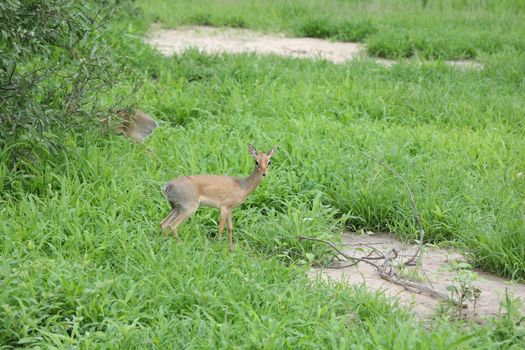 Wild Impala Antelope in African Botswana savannah