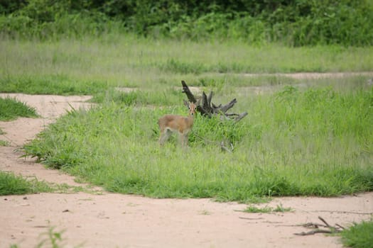 Wild Impala Antelope in African Botswana savannah