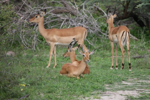 Wild Impala Antelope in African Botswana savannah