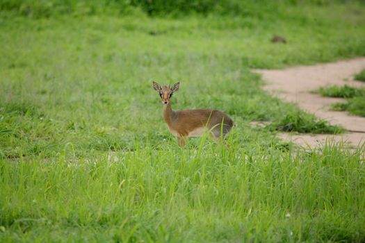 Wild Impala Antelope in African Botswana savannah