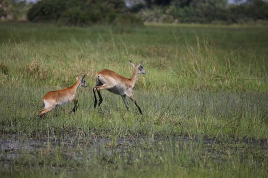 Wild Impala Antelope in African Botswana savannah