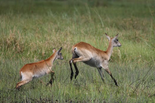 Wild Impala Antelope in African Botswana savannah