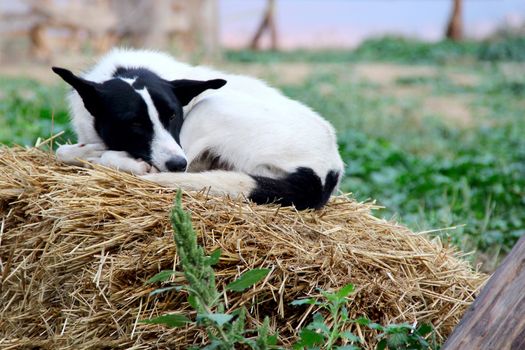 black and white dog is sleeping on the hay. a photo
