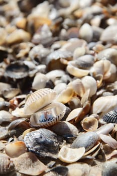 silver ring in the shell on the beach. a photo