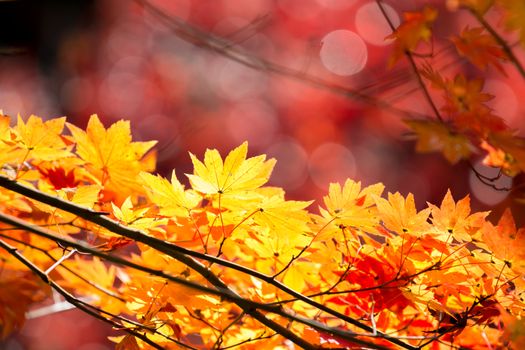 Red leave of maple tree for autumn  fall background