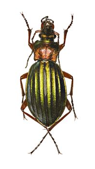 Golden Ground Beetle on white Background  -  Carabus auronitens (Fabricius, 1792)