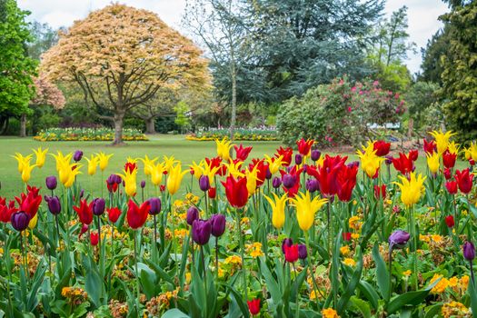 Colorful tulips seen at Cannon Hill Park in Birmingham during spring