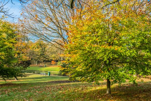 Golden autumn color in Grove Park, Harborne, Birmingham
