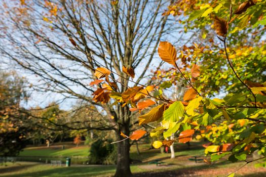 Golden autumn color in Grove Park, Harborne, Birmingham