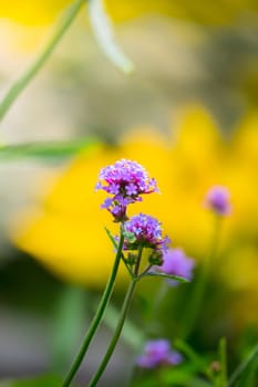 The background image of the colorful flowers, background nature