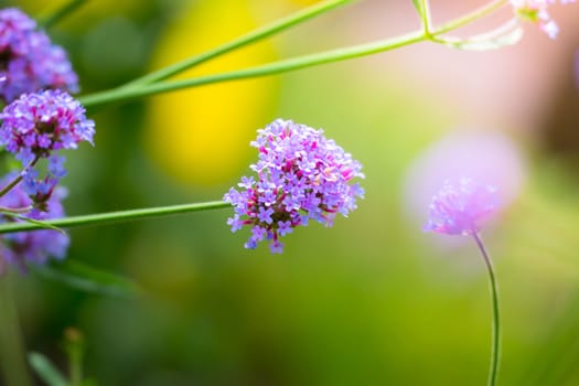 The background image of the colorful flowers, background nature