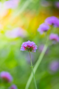 The background image of the colorful flowers, background nature