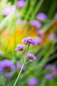 The background image of the colorful flowers, background nature