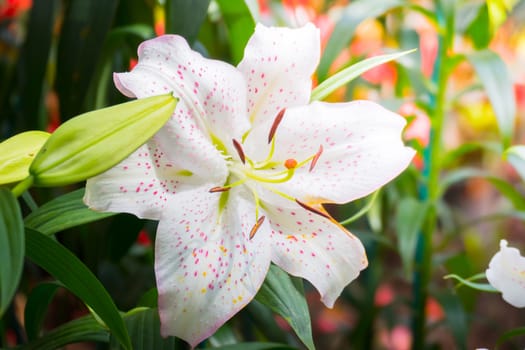 The background image of the colorful flowers, background nature