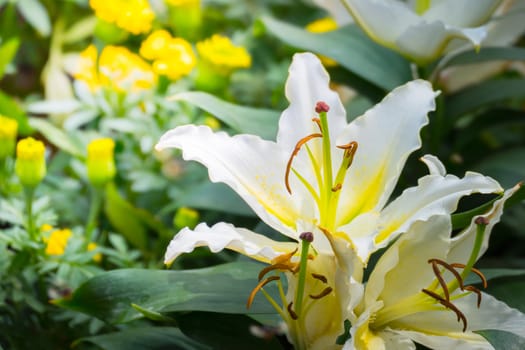 The background image of the colorful flowers, background nature