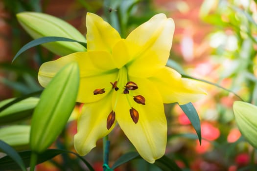 The background image of the colorful flowers, background nature