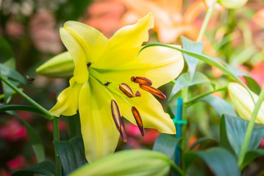 The background image of the colorful flowers, background nature