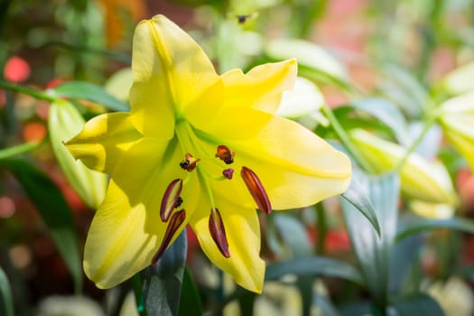 The background image of the colorful flowers, background nature