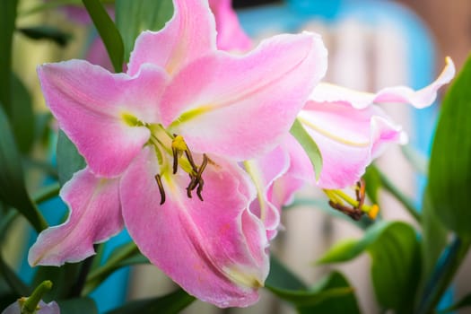 The background image of the colorful flowers, background nature