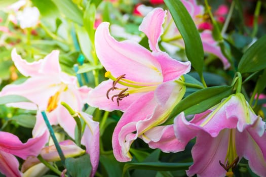 The background image of the colorful flowers, background nature