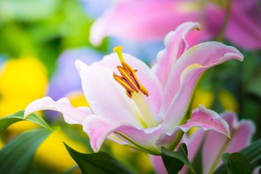 The background image of the colorful flowers, background nature