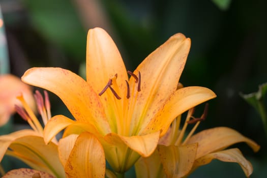 The background image of the colorful flowers, background nature