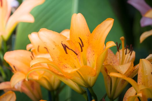 The background image of the colorful flowers, background nature