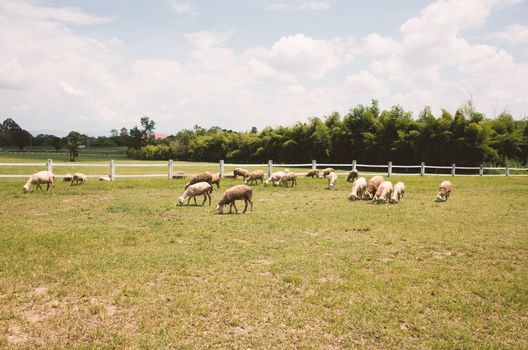 Herd of sheep on a farm fields .