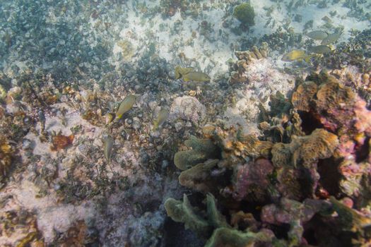 a couple of juvenile french grunt in a reef