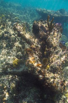 large coral rock formation in shallow reef