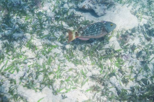 Parrotfish swimming in algea sandy reef