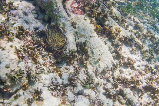 Cleaning goby around an anemone cleaning station