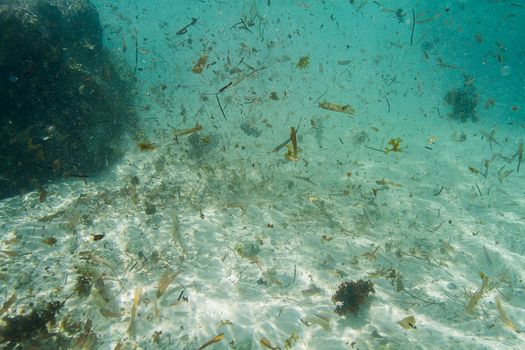 underwater view of sediment and detritus floating in ocean water