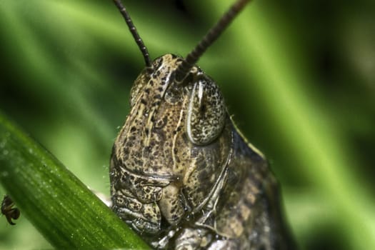 face-to-face to locust, macro photo was taken in the South of Russia in Volgograd
