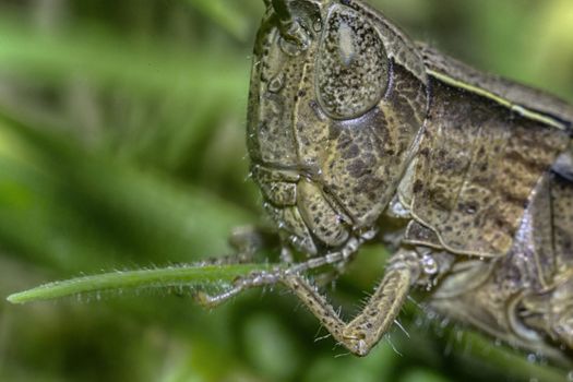 face-to-face to locust, macro photo was taken in the South of Russia in Volgograd