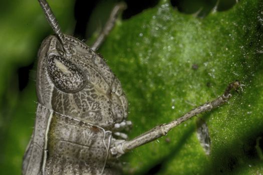 face-to-face to locust, macro photo was taken in the South of Russia in Volgograd